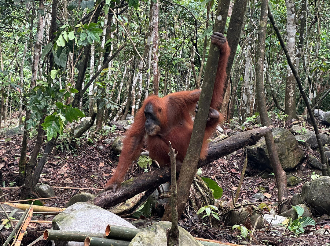 Bukit Lawang Adventure-武吉拉旺必去景点