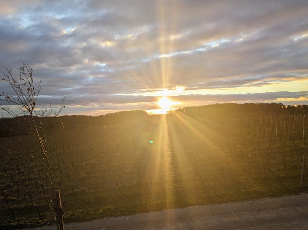 Hambledon Vineyard-Hambledon必去景点