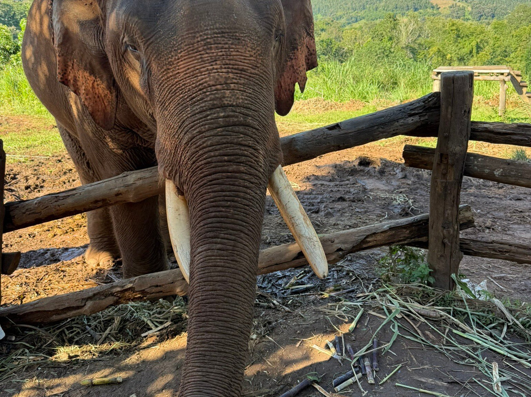 Pon Elephant Thailand-清迈必去景点