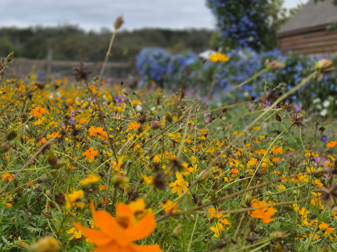 Grapetown Vineyard-弗雷德里克斯堡必去景点