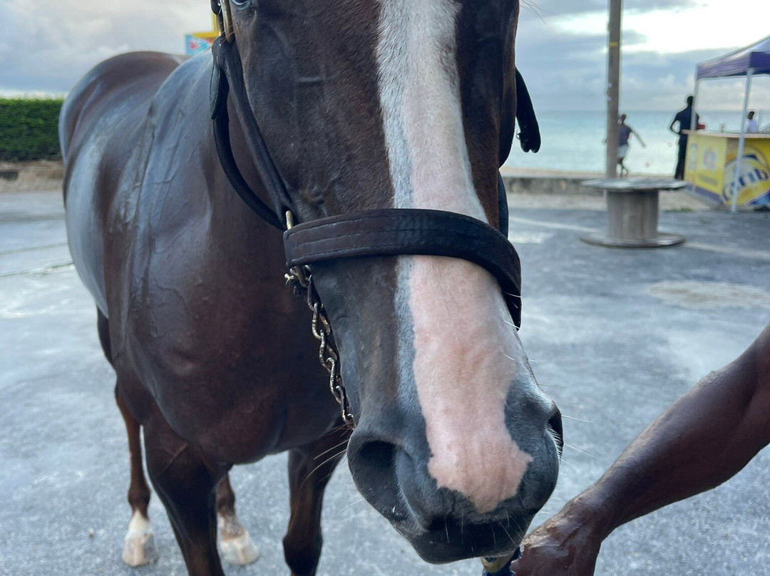 Pebbles Beach-布里奇顿必去景点
