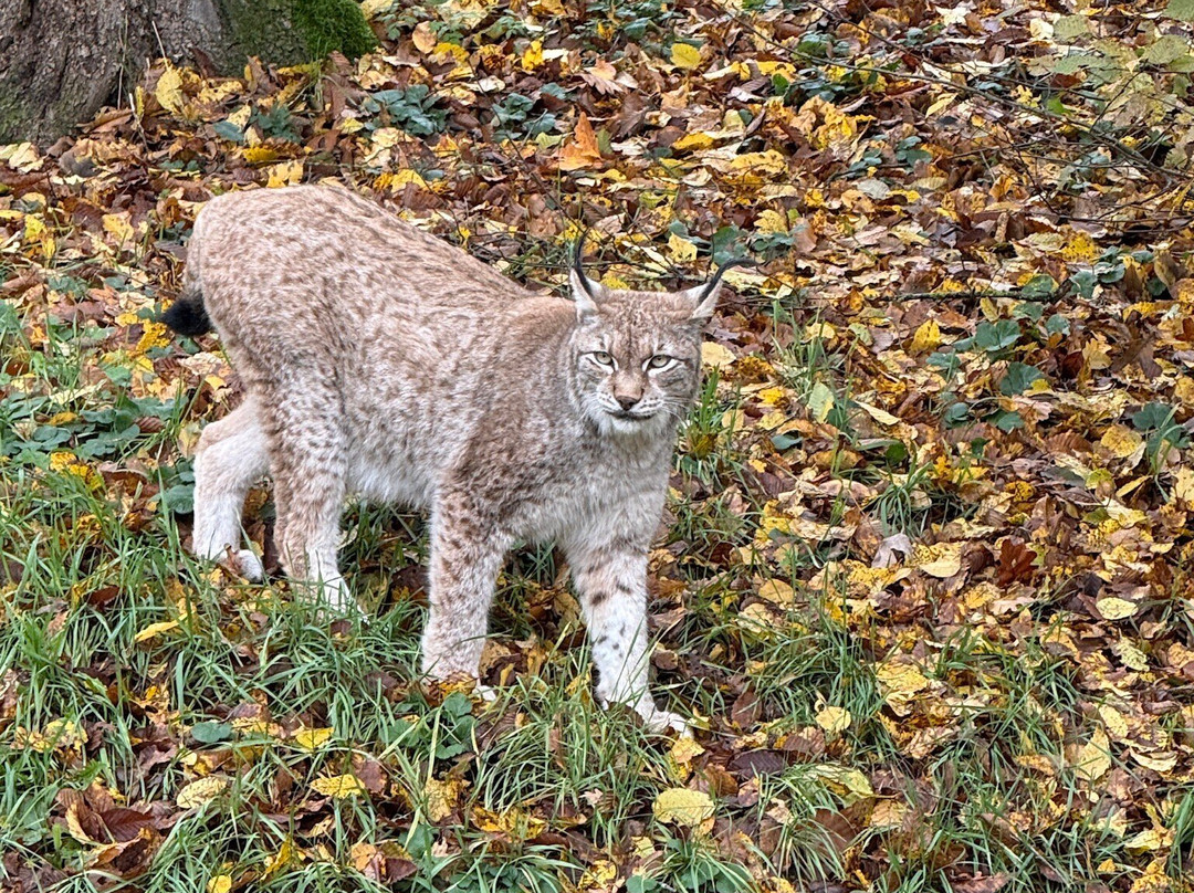 Wildpark Bad Mergentheim-巴特梅尔根特海姆必去景点