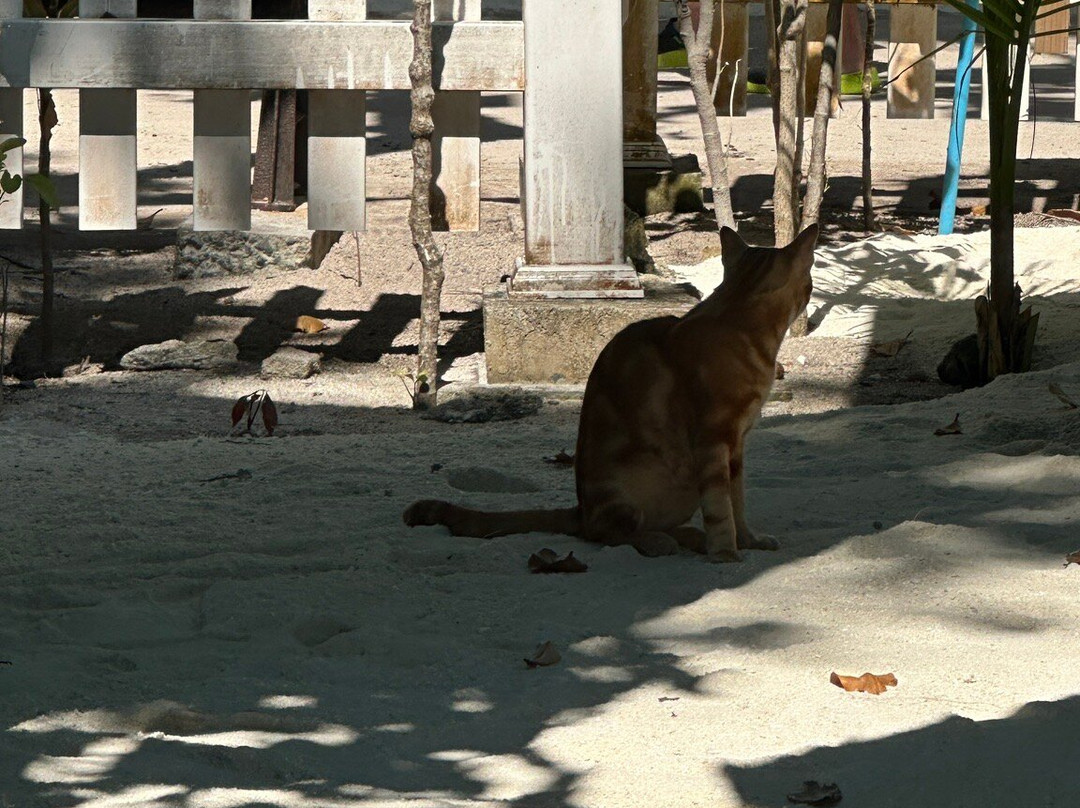 Nala Veli Beach & Spa主图