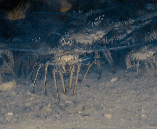 Seahorse Divers Barbados-奥伊斯廷斯必去景点