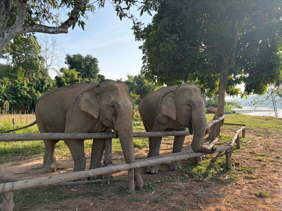 MandaLao Elephant Conservation-琅勃拉邦必去景点