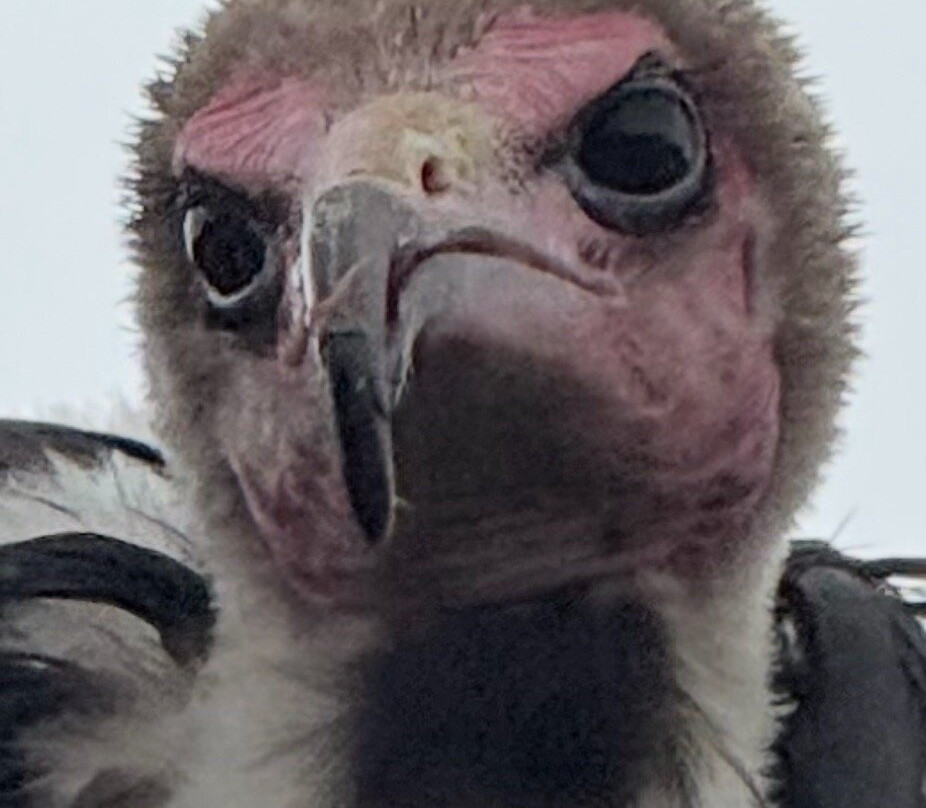 Millets Farm Falconry Centre-弗里福德希斯必去景点