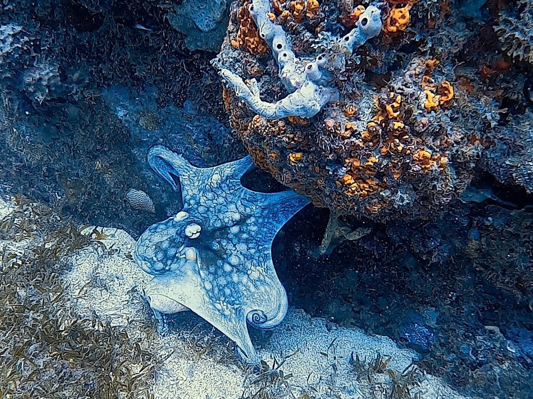 Nautica Plongee Caraibes-Pointe-Noire必去景点