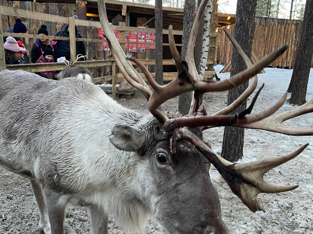 Santa's Pets Tallitontun Piha-罗瓦涅米必去景点