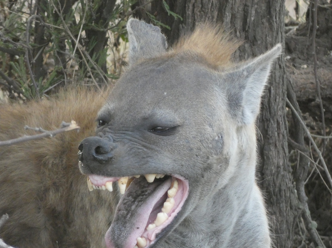 Ajabu Adventures Ltd - Day Tours-阿鲁沙必去景点