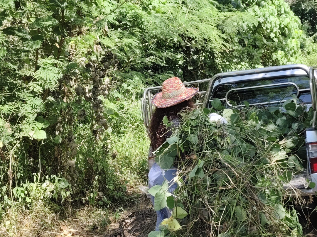 The Lake Phuket Elephant Home-Thep Krasatti必去景点