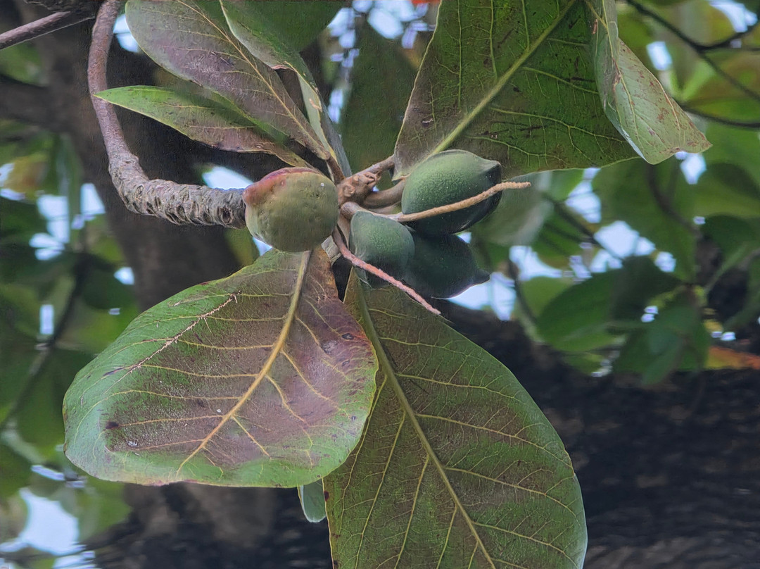 My Island Adventures with Chadi Symes-罗索必去景点