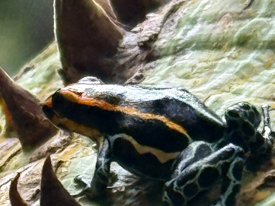 Amazon Green Tours-玛瑙斯必去景点