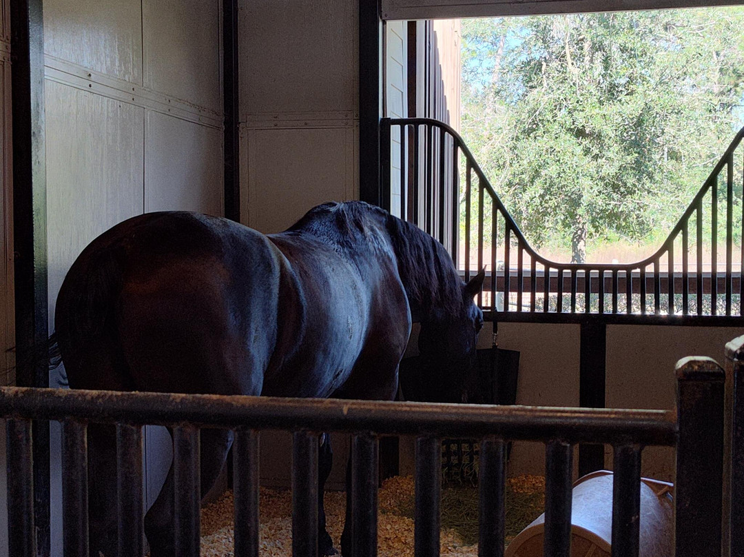 Tri-Circle-D Ranch-奥兰多必去景点