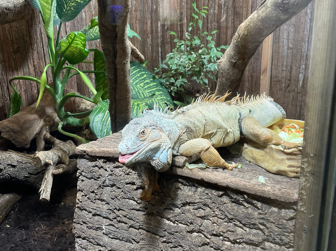 Jimmy's Farm & Wildlife Park-伊普斯威奇必去景点