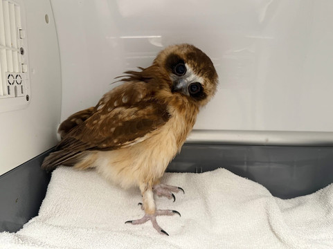 WA Wildlife-珀斯必去景点