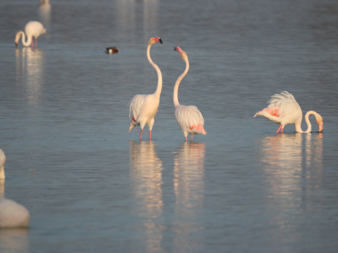 Parc Natural dels Aiguamolls de l'Emporda-罗塞斯必去景点