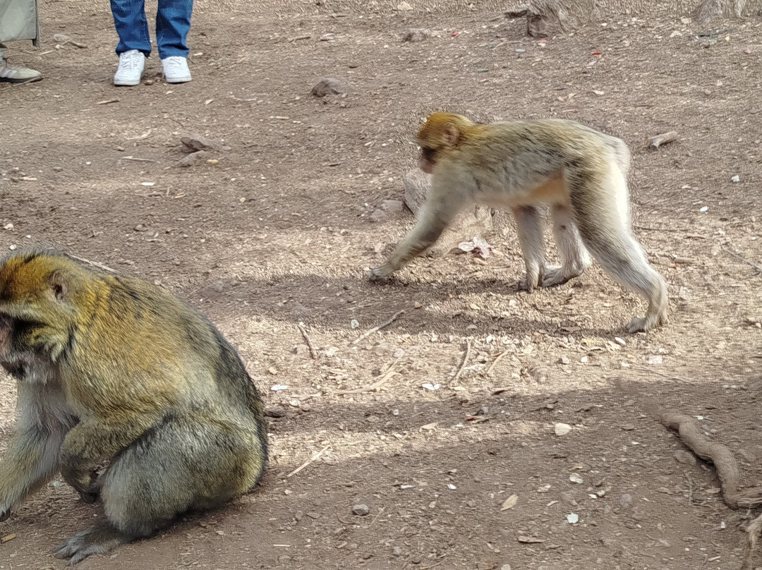 Azrou Cedar Forest-Azrou必去景点