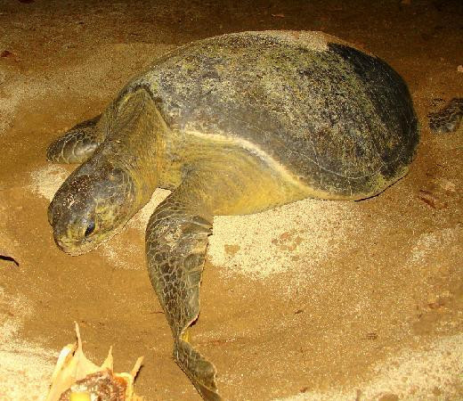 San Mateo Rio Hondo酒店住宿-Bahia de la Luna
