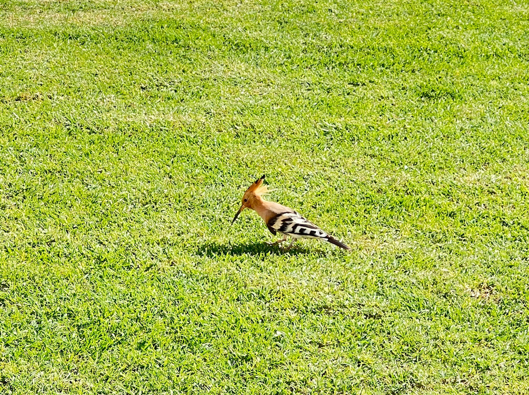 Sheikh Zayed Mosque - Fujairah-富查伊拉必去景点