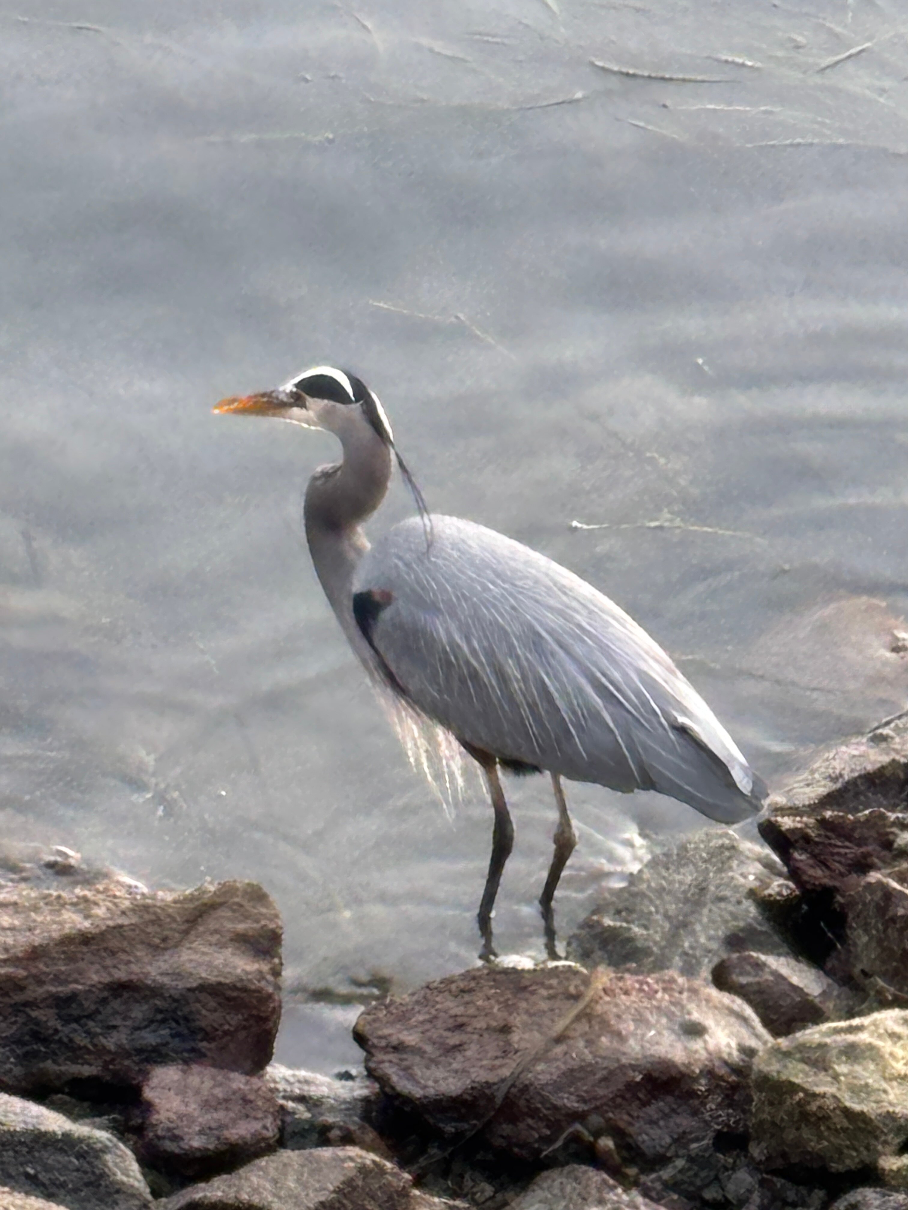 安德森酒店-官方