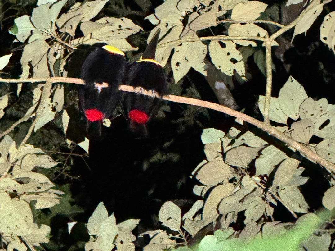 Frog's Paradise-Bijagua de Upala必去景点