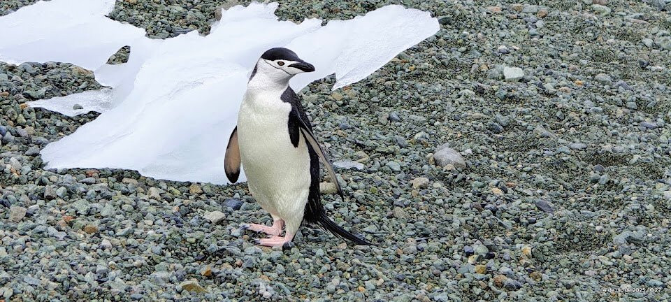 The Polar Travel Company-Cuverville Island必去景点