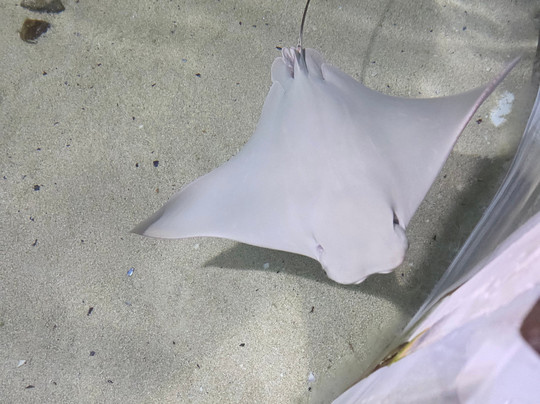 OdySea Aquarium-斯科茨代尔必去景点