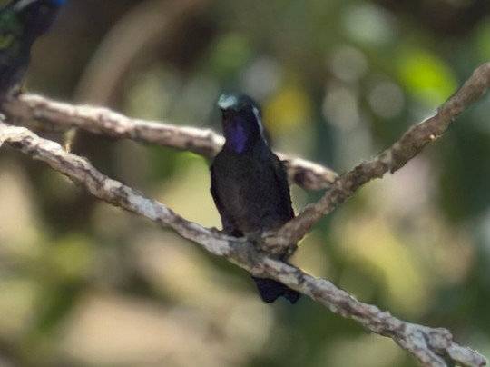 Monteverde Tours-Cerro Plano必去景点