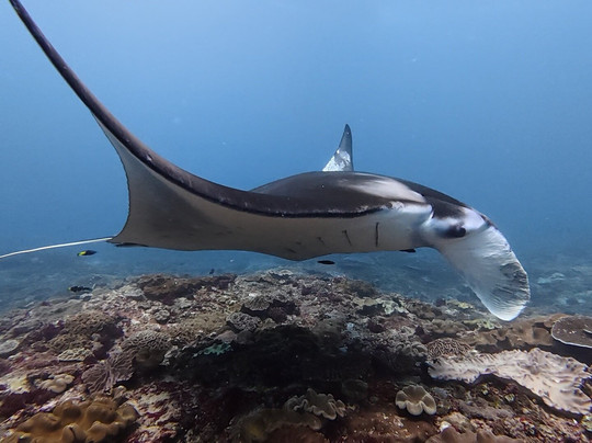 Mambo Dive Resort-珀尼达岛必去景点