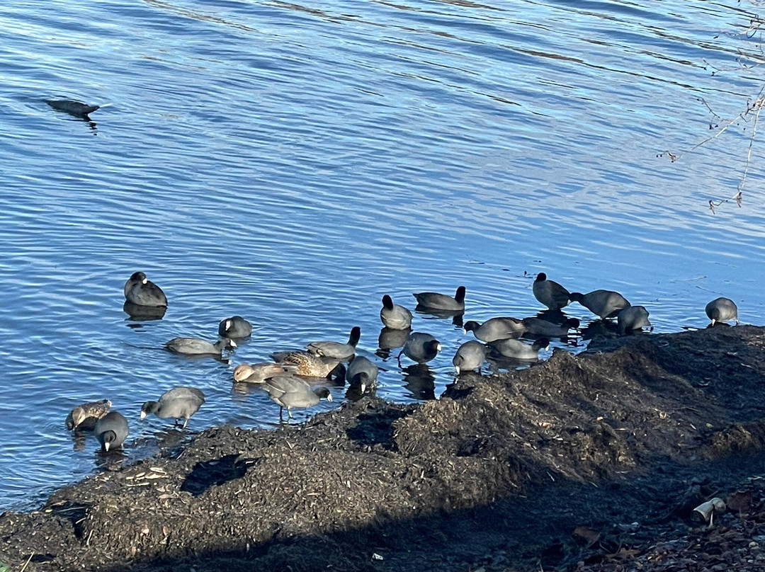 Juanita Bay Park-柯克兰必去景点