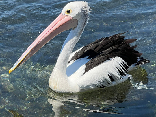 Mill Bay Boardwalk-纳鲁马必去景点