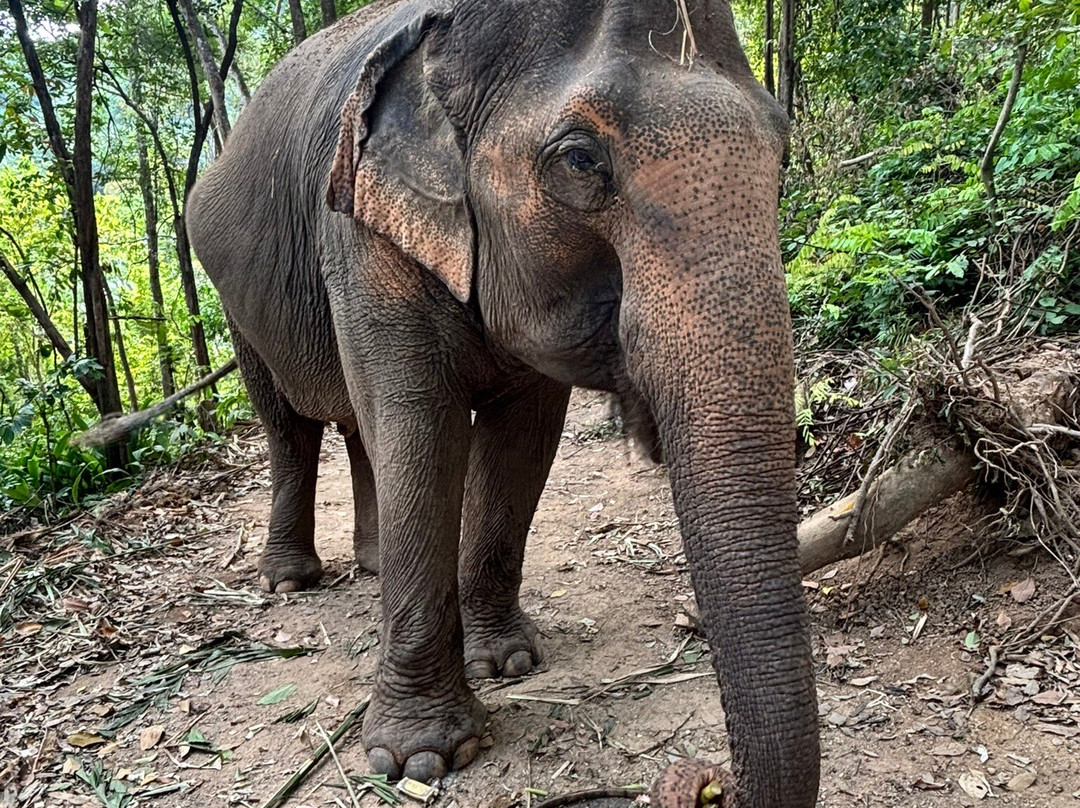 Phuket Elephant Nature Reserve-他朗必去景点