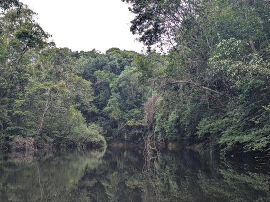 Amazon Green Island tour-Novo Airao必去景点