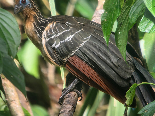 Peru Amazon Expeditions-Manu必去景点