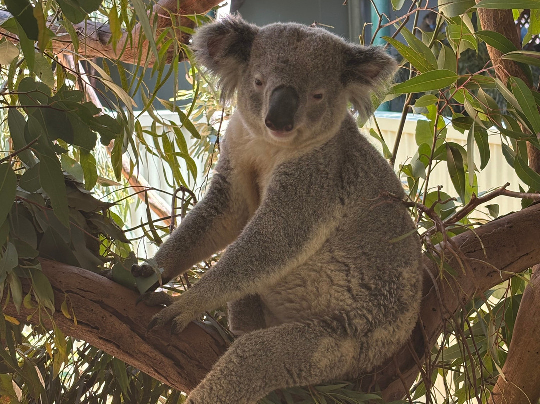 Blue Mountains Tours-格兰布鲁克必去景点