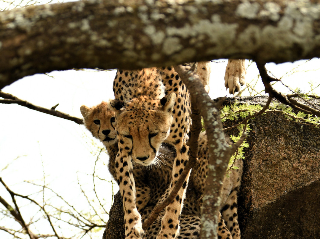 易捷旅游-一日游-阿鲁沙必去景点