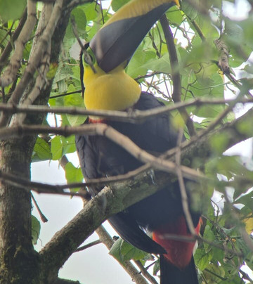 Picolina Tours-德雷克湾必去景点