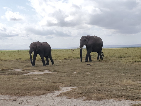 Divulge Adventures-内罗毕必去景点