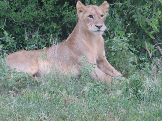 Johari Africa Adventures-迪亚尼必去景点