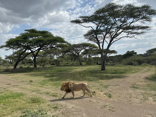Serengeti Smile-阿鲁沙必去景点