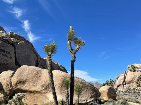 Cap Rock Trail-约书亚树国家公园必去景点