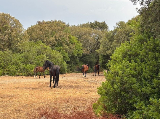 Parco della Giara Tuili-Tuili必去景点