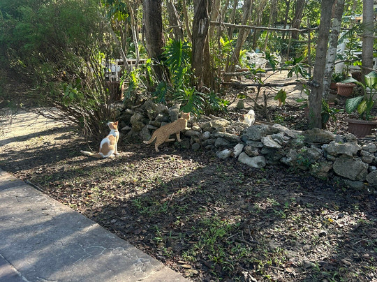 Playa Pesquero-奥尔金必去景点