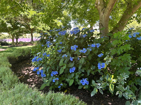 瓦纳卡薰衣草农场-瓦纳卡必去景点