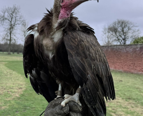 The Hawking Centre-Boughton Lees必去景点