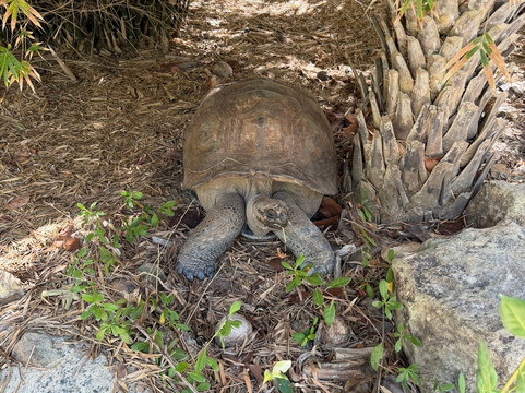 Island Vibe Destinations-Spanish Town必去景点