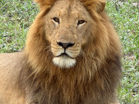 TrueAfrica-阿鲁沙必去景点