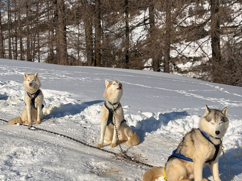 The Husky Experience Sestriere-Sestriere必去景点