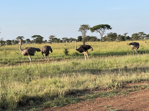 TANZANIA INSIDE AND SAFARI-莫西必去景点