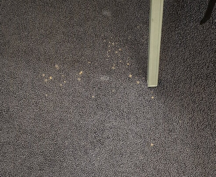 森特姆宫假日酒店主图